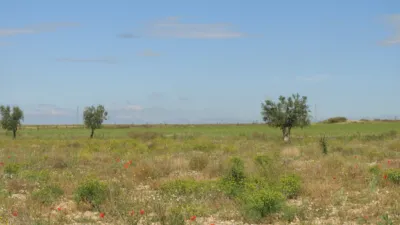 Rustic farm in Jumilla photo 22