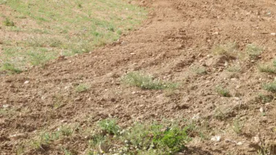 Rustic farm in Jumilla photo 6