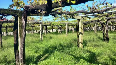 Rustic farm in Caleiro (Resto Parroquia) photo 3