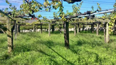 Rustic farm in Caleiro (Resto Parroquia) photo 6