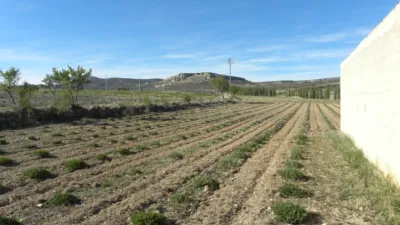 Rustic finca on Calle Casa Puero photo 42
