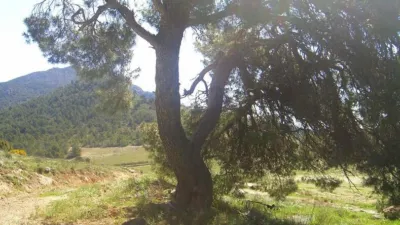 Rustic Finca in Zarcilla de Ramos-Doña Inés photo 6