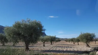 Rustic farm in Sur Jumilla photo 3