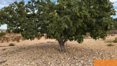 Rustic Finca in Jumilla photo 8
