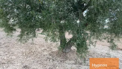 Rustic Finca in Jumilla photo 5