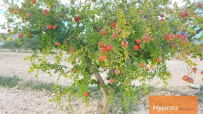 Rustic Finca in Jumilla photo 6