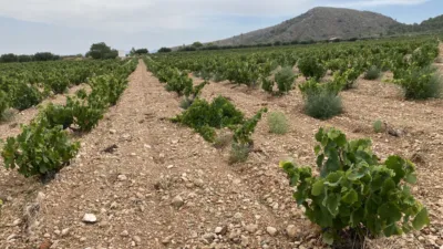 Rustic Finca in Jumilla photo 3