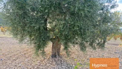 Rustic Finca in Jumilla photo 7