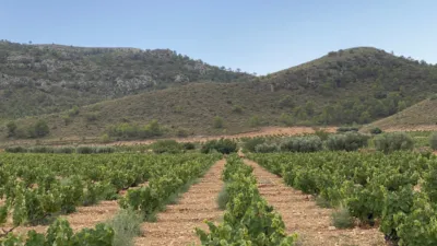 Rustic Finca in Jumilla photo 11