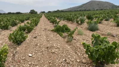 Rustic Finca in Jumilla photo 4