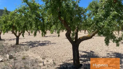 Rustic Finca in Fuente del Pino photo 3