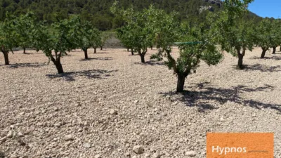 Rustic Finca in Fuente del Pino photo 4