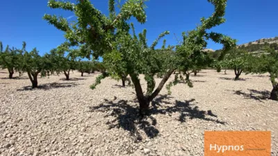 Rustic Finca in Fuente del Pino photo 5