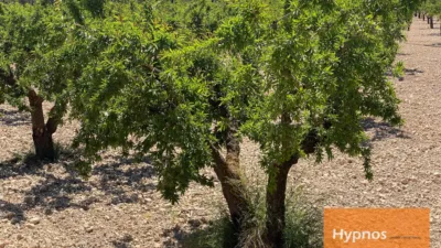 Rustic Finca in Fuente del Pino photo 7