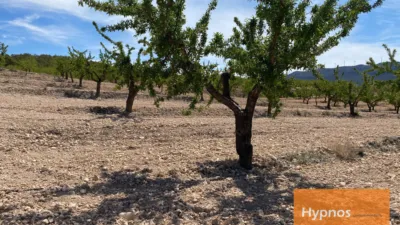 Rustic Finca in Fuente del Pino photo 9