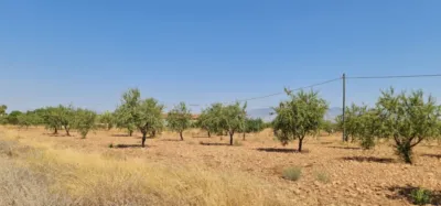 Terreno en venta en Pasaje Lo Jorge, Número 1, Fuente Álamo (Fuente Álamo de Murcia) de 180.000 €