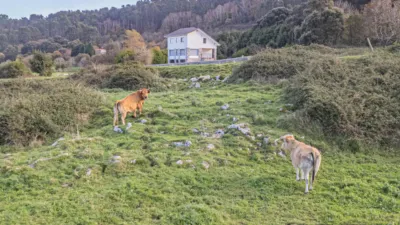 House in Pendueles photo 13
