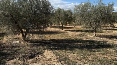 Rustic Finca on Camino de Saladas photo 22