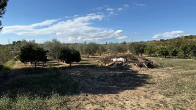 Rustic Finca on Camino de Saladas photo 36