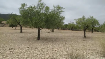 Rustic house in Partida de Al-Cartella O Torrosellas photo 29