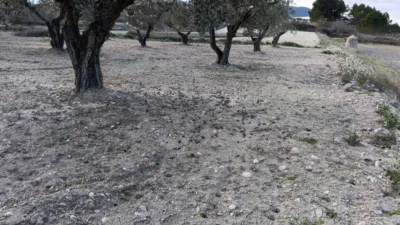 Rustic Finca in Polígono Marjal photo 2
