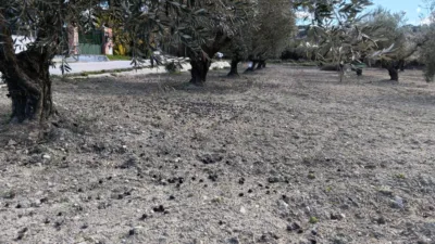 Finca rústica en Polígono Marjal photo 8