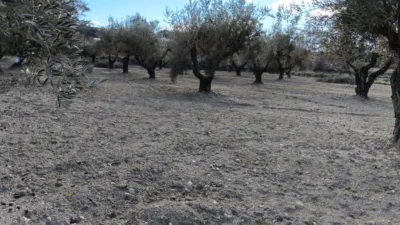 Rustic Finca in Polígono Marjal photo 3