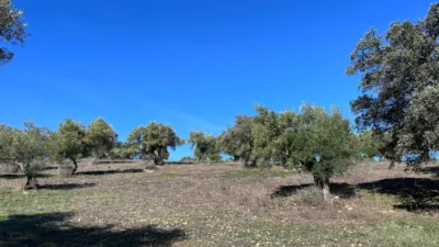 Rustic finca in the Sierra de Cadiz photo 4