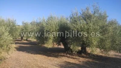 Rustic farm on Calle Termino de Cabra photo 5