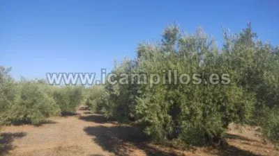 Rustic farm on Calle Termino de Cabra photo 6