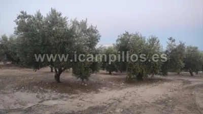 Finca rústica en venta en Calle Termino de Nueva Carteya - Vista 4