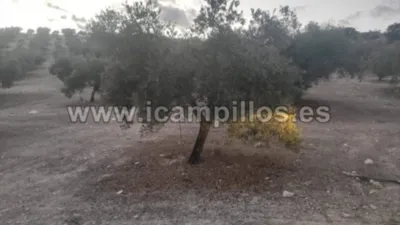 Finca rústica en venta en Calle Termino de Nueva Carteya - Vista 5