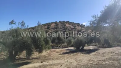 Finca rústica en venta en Calle Termino de Nueva Carteya - Vista 6