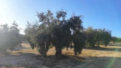 Rustic farm on Calle Termino de Luque photo 5