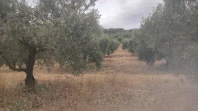 Rustic farm on Calle Termino de Luque photo 2