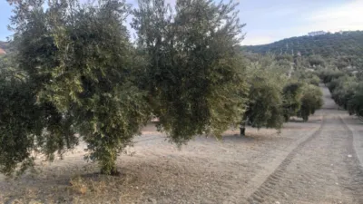 Rustic farm on Calle Termino de Doña Mencia, No. 01 photo 2
