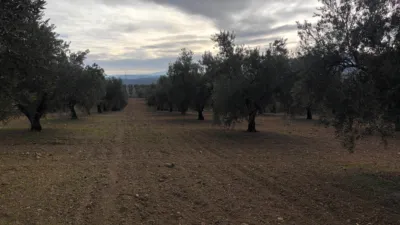 Rustic farm on Calle Termino de Luque photo 2