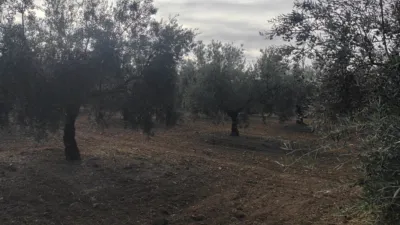 Rustic farm on Calle Termino de Luque photo 3