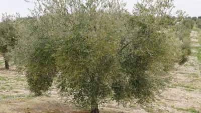 Rustic farm in Baena photo 4
