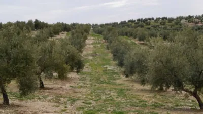 Rustic farm in Baena photo 5
