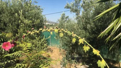 Chalet in Baena photo 3