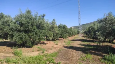 Rustic farm on Calle Termino de Baena photo 2