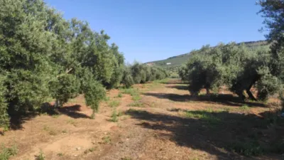 Rustic farm on Calle Termino de Baena photo 4