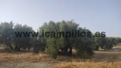 Rustic farm on Calle Termino de Baena photo 3