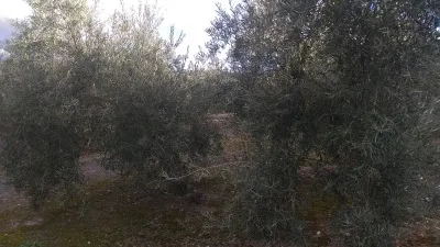 Rustic farm in Termino de Baena photo 2