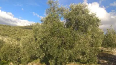 Rustic farm on Calle de Salvador Muñoz photo 2