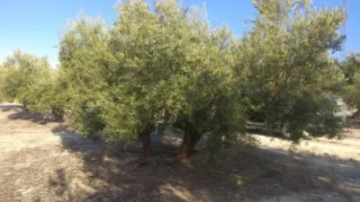 Rustic farm on Calle Termino de Baena photo 4