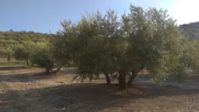 Rustic farm on Calle Termino de Baena photo 5