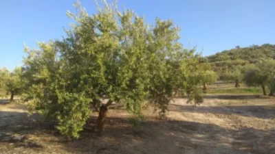 Rustic farm on Calle Termino de Baena photo 6