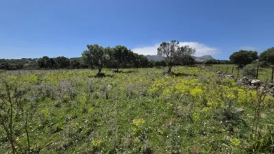 Rustic Finca in Polígono Betis photo 5
